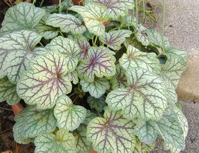 Heuchera americana